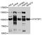 HIV-1 Tat Specific Factor 1 antibody, abx126938, Abbexa, Western Blot image 