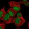 Zinc Finger Protein 358 antibody, NBP2-57435, Novus Biologicals, Immunofluorescence image 