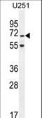 TNFAIP3 Interacting Protein 1 antibody, LS-C160080, Lifespan Biosciences, Western Blot image 