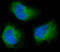 Protein Tyrosine Kinase 2 antibody, M00151, Boster Biological Technology, Immunofluorescence image 