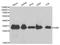 Emerin antibody, A1132, ABclonal Technology, Western Blot image 