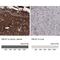 Fibulin 1 antibody, NBP1-84726, Novus Biologicals, Immunohistochemistry paraffin image 