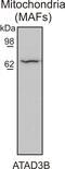 ATPase Family AAA Domain Containing 3B antibody, 16610-1-AP, Proteintech Group, Western Blot image 
