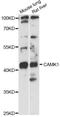 Calcium/Calmodulin Dependent Protein Kinase I antibody, LS-C749497, Lifespan Biosciences, Western Blot image 