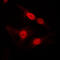 DGK-alpha antibody, LS-C352104, Lifespan Biosciences, Immunofluorescence image 