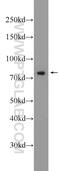 Rho Guanine Nucleotide Exchange Factor 40 antibody, 23911-1-AP, Proteintech Group, Western Blot image 
