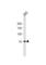 POU Class 6 Homeobox 2 antibody, abx026698, Abbexa, Western Blot image 