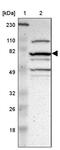Mastermind Like Domain Containing 1 antibody, PA5-52025, Invitrogen Antibodies, Western Blot image 