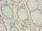 Protein ZNF767 antibody, LS-C399077, Lifespan Biosciences, Immunohistochemistry paraffin image 