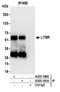 Lymphotoxin Beta Receptor antibody, A305-189A, Bethyl Labs, Immunoprecipitation image 