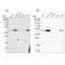 Zinc Finger DHHC-Type Containing 16 antibody, NBP2-55212, Novus Biologicals, Western Blot image 