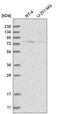 Nucleolar Protein 10 antibody, HPA035286, Atlas Antibodies, Western Blot image 