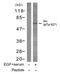 SRC-1 antibody, GTX78941, GeneTex, Western Blot image 