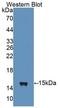 IL-4 antibody, LS-C697359, Lifespan Biosciences, Western Blot image 