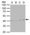 Twinfilin Actin Binding Protein 2 antibody, PA5-78367, Invitrogen Antibodies, Western Blot image 