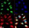 Histone Cluster 2 H3 Family Member D antibody, NB21-1075, Novus Biologicals, Immunocytochemistry image 