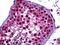POU Class 2 Homeobox 2 antibody, 51-783, ProSci, Immunohistochemistry frozen image 