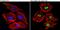 CAMP Responsive Element Binding Protein 1 antibody, MA1-114, Invitrogen Antibodies, Immunofluorescence image 