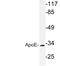 Apolipoprotein E antibody, LS-C177609, Lifespan Biosciences, Western Blot image 