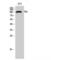 RB Transcriptional Corepressor 1 antibody, LS-C385819, Lifespan Biosciences, Western Blot image 