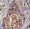 Retinol Dehydrogenase 16 antibody, LS-C162525, Lifespan Biosciences, Immunohistochemistry paraffin image 