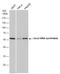 Seryl-TRNA Synthetase antibody, GTX113546, GeneTex, Western Blot image 