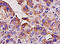 Angiotensin I Converting Enzyme antibody, 250450, Abbiotec, Immunohistochemistry paraffin image 