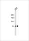 POU Class 6 Homeobox 2 antibody, LS-C163882, Lifespan Biosciences, Western Blot image 