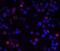 Inhibitor Of Nuclear Factor Kappa B Kinase Regulatory Subunit Gamma antibody, A00874-2, Boster Biological Technology, Immunofluorescence image 