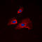 Ribosomal Protein S6 antibody, LS-C354074, Lifespan Biosciences, Immunofluorescence image 