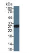 Myelin Oligodendrocyte Glycoprotein antibody, LS-C373956, Lifespan Biosciences, Western Blot image 