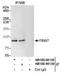 F-Box And WD Repeat Domain Containing 7 antibody, NB100-88138, Novus Biologicals, Immunoprecipitation image 