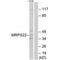 Mitochondrial Ribosomal Protein S22 antibody, PA5-50056, Invitrogen Antibodies, Western Blot image 
