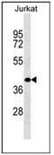 RNA Binding Motif Single Stranded Interacting Protein 2 antibody, AP53615PU-N, Origene, Western Blot image 