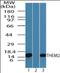 Acyl-CoA Thioesterase 13 antibody, orb96253, Biorbyt, Western Blot image 