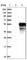 Testis Expressed 9 antibody, HPA039415, Atlas Antibodies, Western Blot image 