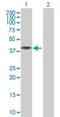 CWC27 Spliceosome Associated Cyclophilin antibody, H00010283-B01P, Novus Biologicals, Western Blot image 