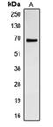 Cell Division Cycle 23 antibody, orb214812, Biorbyt, Western Blot image 