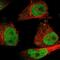 Lupus La protein antibody, HPA017287, Atlas Antibodies, Immunofluorescence image 