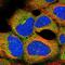 AKT1 Substrate 1 antibody, NBP2-54956, Novus Biologicals, Immunofluorescence image 