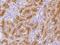 Aldolase, Fructose-Bisphosphate B antibody, 204054-T08, Sino Biological, Immunohistochemistry frozen image 