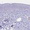 Centromere Protein V antibody, HPA042616, Atlas Antibodies, Immunohistochemistry frozen image 
