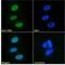 Gastrulation Brain Homeobox 2 antibody, NB100-55393, Novus Biologicals, Immunofluorescence image 