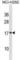 Vesicle-associated membrane protein 4 antibody, abx031460, Abbexa, Western Blot image 