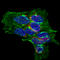 Complexin 2 antibody, AF5085, R&D Systems, Immunocytochemistry image 