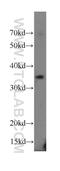 Annexin A1 antibody, 18346-1-AP, Proteintech Group, Western Blot image 