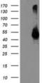 Transmembrane Serine Protease 5 antibody, NBP2-01126, Novus Biologicals, Western Blot image 