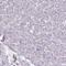 Fructosamine 3 Kinase antibody, HPA061358, Atlas Antibodies, Immunohistochemistry frozen image 