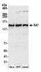 Stromal Antigen 1 antibody, NB100-299, Novus Biologicals, Western Blot image 