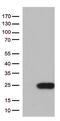 TRNA Splicing Endonuclease Subunit 15 antibody, CF812717, Origene, Western Blot image 